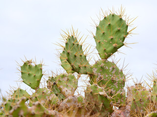 Cactus plant against white sky background in Gran Canaria, Spain