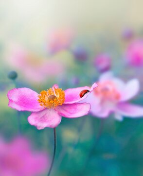 Close up of a ladybug on a pink anemone flower against dreamy, soft and hazy background with bokeh bubbles and sunlight. Shallow depth of field
