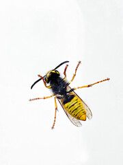 bottom view of a wasp on a white background close up