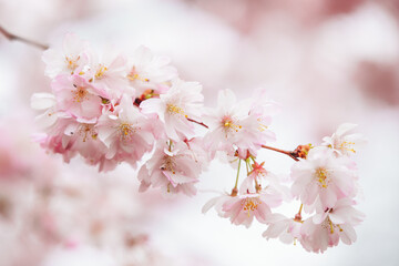branch of blooming sakura close-up against a light delicate background