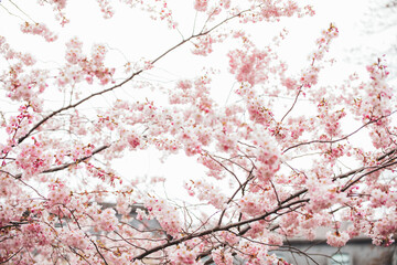 sakura tree blooming against the background of a light sky