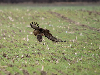 Mäusebussard