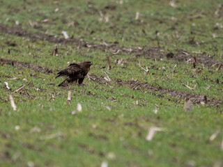 Mäusebussard