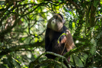 Golden monkey in Mgahinga National Park. Cercopithecus mitis kandti is eating in rainforest....