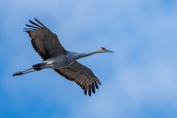 Sandhill Crane in Flight