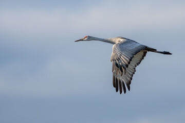 Sandhill Crane in Flight