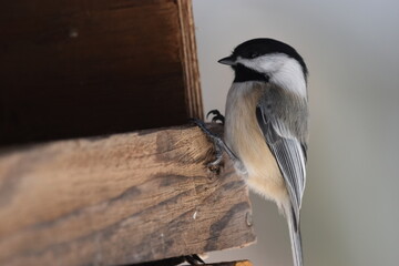 La Plaine 4 Février 2024