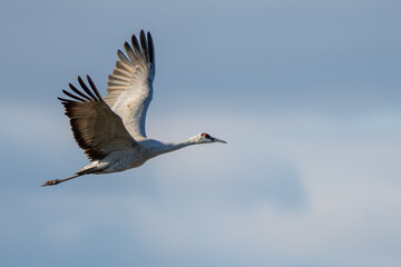 Sandhill Crane in Flight