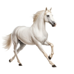 White Horse in epic Pose isolated on transparent and white background. Ideal for use in advertising. Generative ai