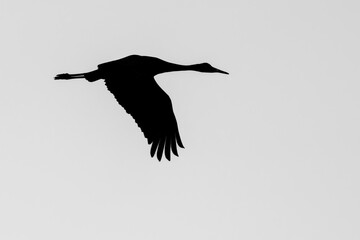 Black & White Sandhill Crane in Flight Silhouette