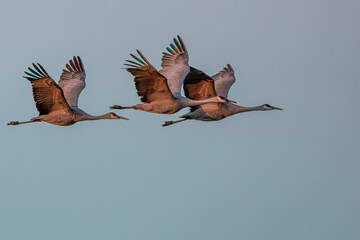 Sandhill Cranes in Flight