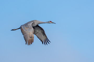 Sandhill Crane in Flight