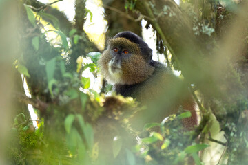 Golden monkey in Mgahinga National Park. Cercopithecus mitis kandti is eating in rainforest. African safari. Rare primate with golden back.  © prochym