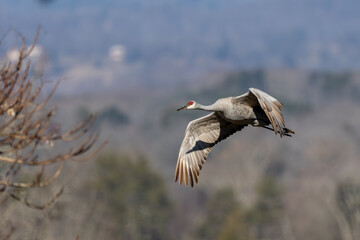 Sandhill Crane in Flight