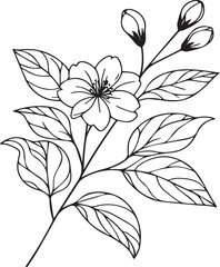Jasmine flowers illustration coloring page, simplicity, Embellishment, monochrome, vector art, Outline print with blossoms jasmine flower, jasmine bouquet leaves, and buds