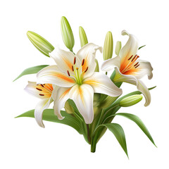Easter Lilies isolated on white or transparent background