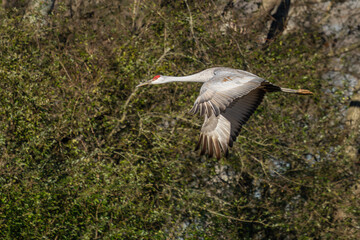 Sandhill Crane in Flight