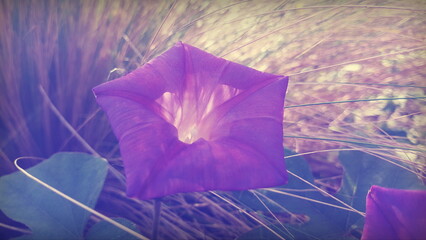 Lila violette Blüte der Prunkwinde Ipomoea indica vor Stipa Gras. . Sonniger warmer Tag im Sommer.
Sonnenlicht scheint durch die zarte transparente Blume. Im Hintergrund trockene Gräser.