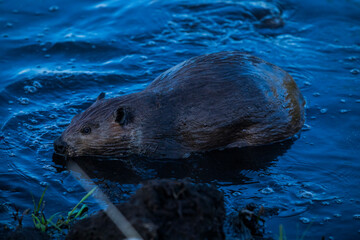 Scene of a beaver (Castor) in Hinton Town, Alberta, Canada.