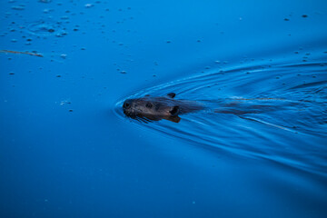 Scene of a beaver (Castor) in Hinton Town, Alberta, Canada.