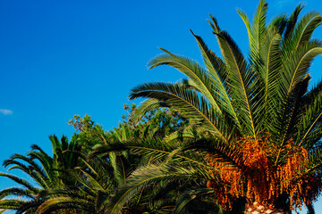 Palm tree in Greece