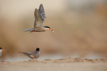 A photo of a White-cheeked tern flying carrying a fish in her beak.