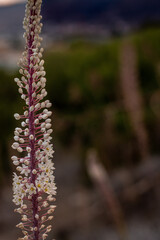 Obraz premium Squill sea onion flower - Crete