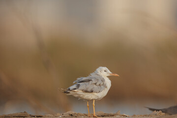 slender-billed gull perched on the ground against smooth background