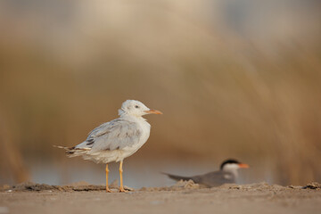 slender-billed gull perched on the ground against smooth background