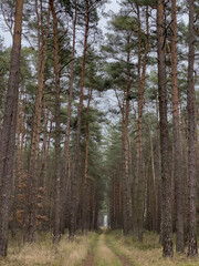 Obraz premium forest in autumn