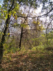 autumn in the forest