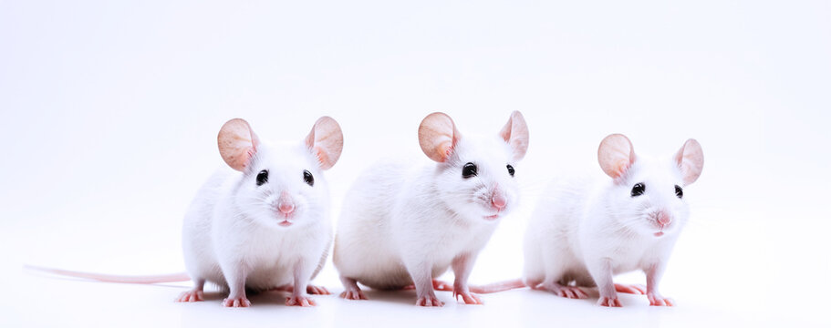 primo piano di topolini bianchi su sfondo bianco