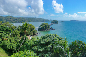 Tropical Trees along the ocean shoreline