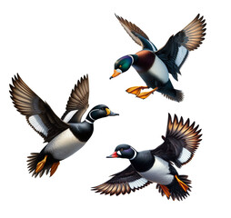 Fototapeta premium A set of Surf Scoter Ducks isolated on a transparent background