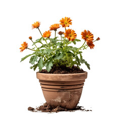 Fototapeta na wymiar spring flower in a pot