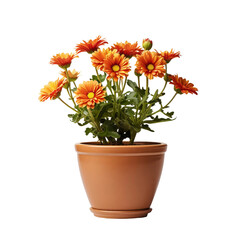 spring flower in a pot