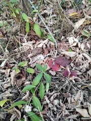 leaves on the ground