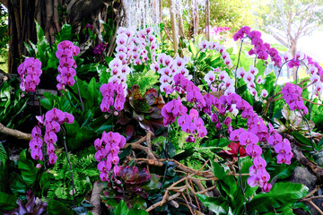 Purple and withe orchids. Orchid flowers. Cattleya. Garden full of orchids.