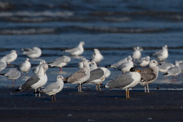 Flock of different species of gulls at Akshi Beach ,Alibag, Maharashtra, India