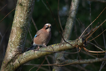 The Eurasian jay, garrulus glandarius, sits on a branch in the winter forest. A bright bird with blue wings