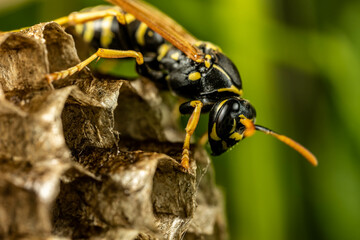 osa, kokon, © Marek