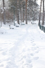 in the park in winter