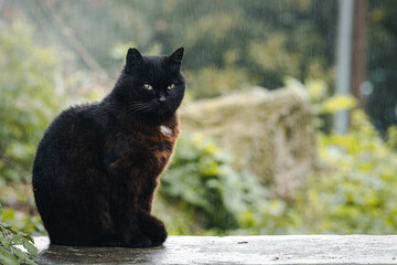 Gato bajo la lluvia