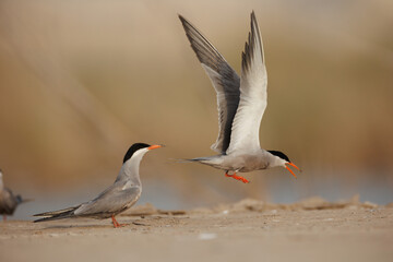 .White cheeked tern pair perched on the ground performing mating ritual