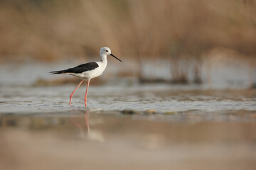 Black winged stilt isolated against blur background
