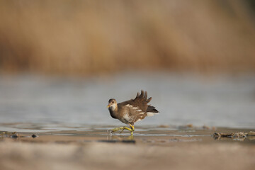 Marsh hen or moorhen isolated against blur background