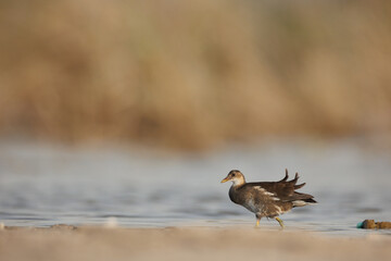Marsh hen or moorhen isolated against blur background