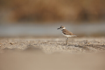 Kentish plover isolated against blur background.