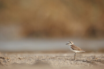 Obraz premium Kentish plover isolated against blur background.
