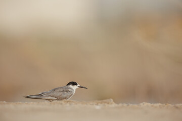 White cheeked tern juvenile perched on the ground